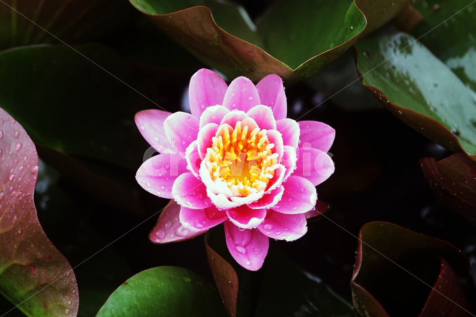 연,연꽃,자연,식물,folwer,수련