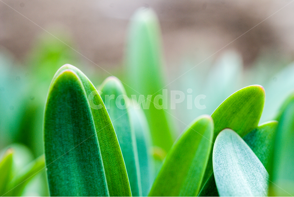 녹색,새순,새싹,봄,화초,정원,얇은잎,봄꽃,작은잎,접사,식물,자연,plants,nature
