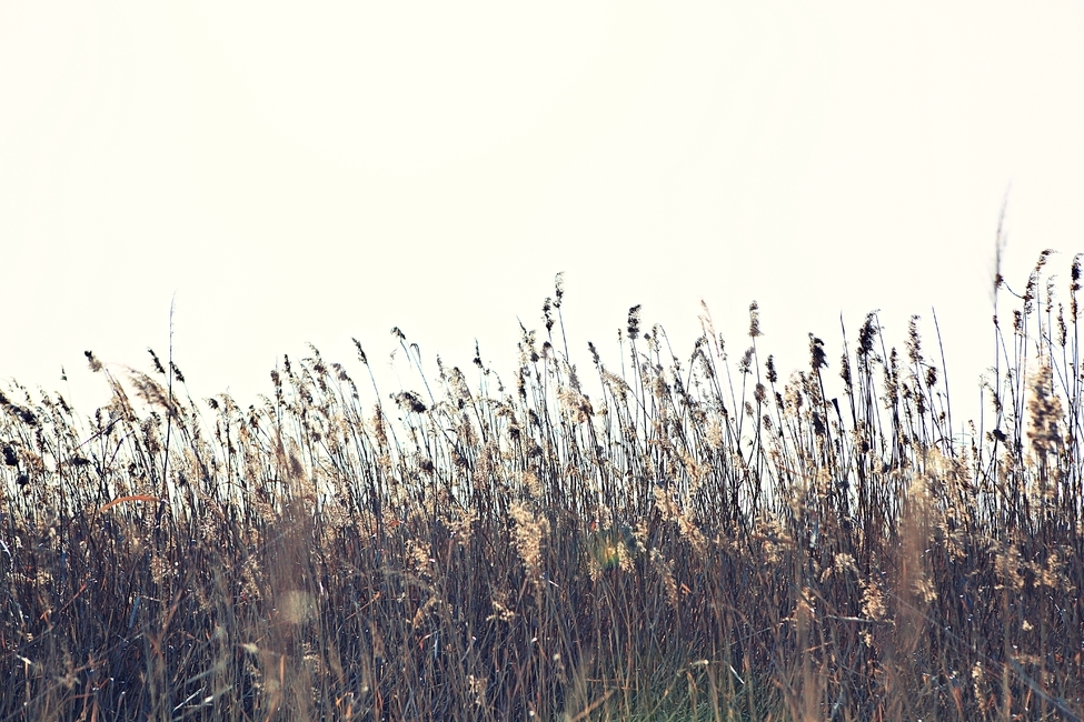 갈대,역광,생태공원,풍경,자연,배경,식물,자연,plants,nature