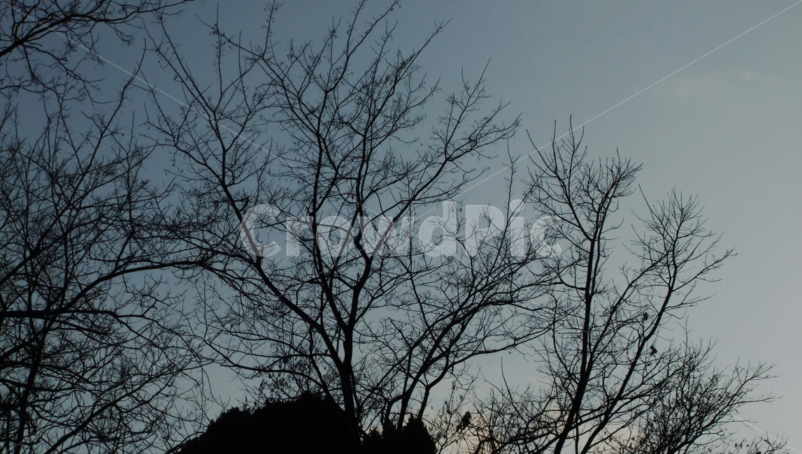 silhouette,실루엣,tree,나무,plant,식물,가지,어둠,dark,branch,night,black,저녁,밤,자연,공원,하늘,나무줄기,park