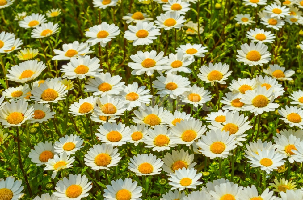 식물,풍경,색감,봄,꽃,식물,자연,plants,nature,꽃,flower