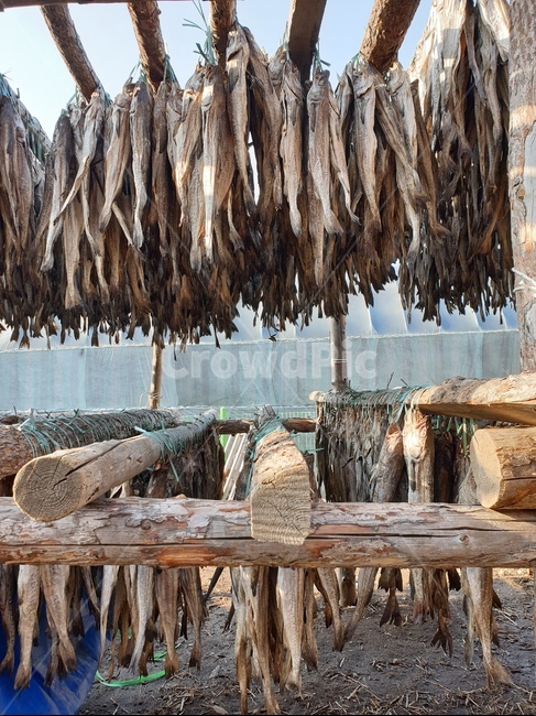 삶,황태,덕장,생선,음식,어업,fishery,fishing industry