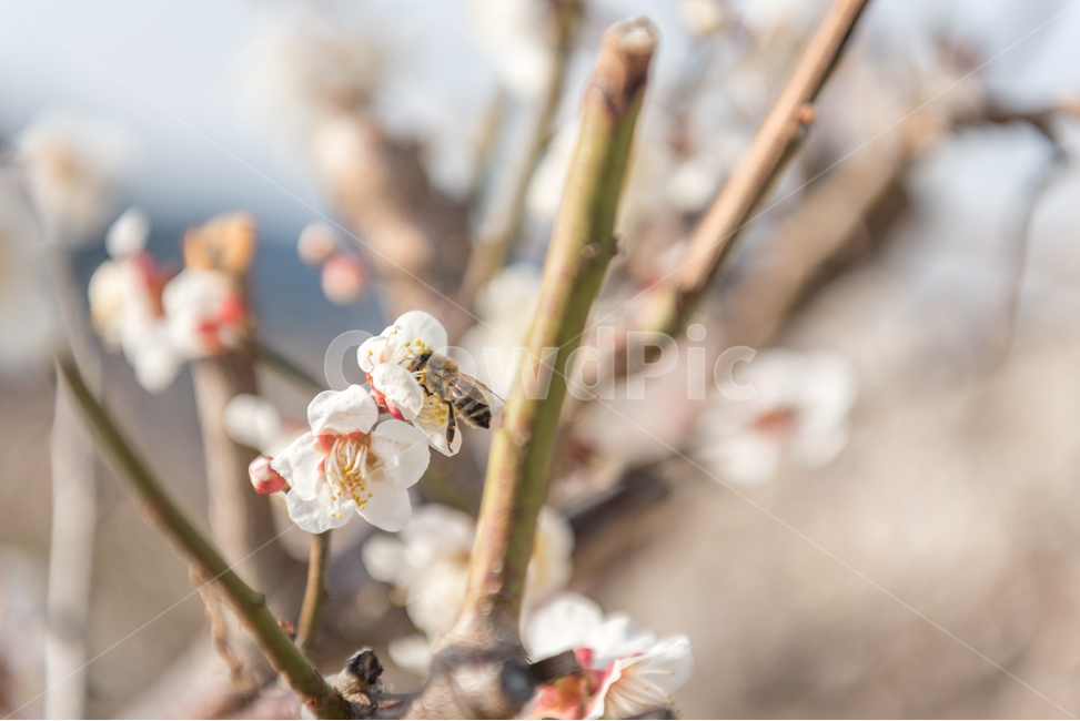 Cherry Blossom,nature,tree branch,tree,picnic,winter tree,spring tree,green plum,Emotional photo,red plum blossom,cherry blossom tree,spring,Outfocusing,digital photo,red plum,plant,background photo,garden,green plum blossom,Wallpapers,park