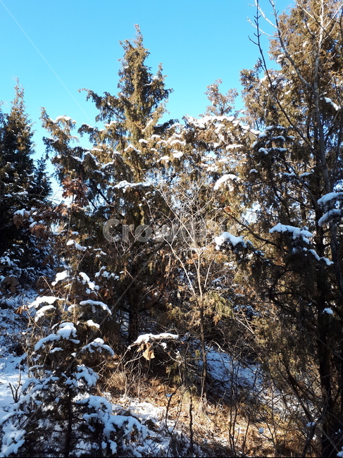 숲,겨울,눈,영천,측백나무,나무,겨울,계절,winter,season,자연,풍경,nature,landscape,식물,plants,나무,trees,wood,tree,plant,fir,전나무,conifer,구과 식물