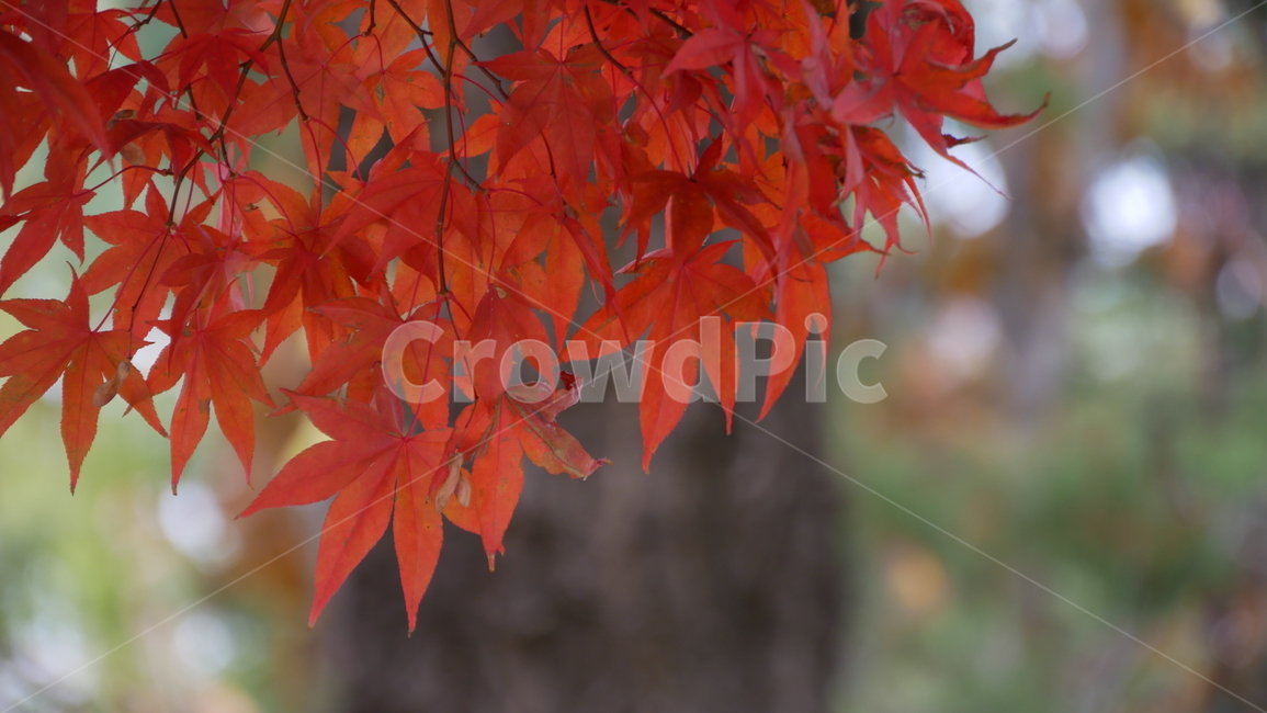 단풍,maple,나무,잎,leaf,식물,plant,가을,계절,fall,autumn,season