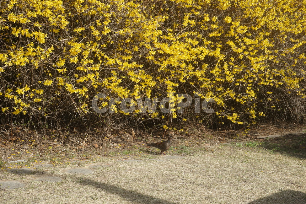 꽃,봄,개나리,노란색,식물,비둘기,봄,계절,spring,season,plant