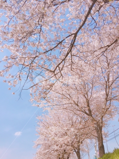 벚꽃,벚꽃나무,나무,꽃,봄,분홍,색감,flower,pink,tree,봄,계절,spring,season,식물,자연,plants,nature,나무,trees,wood,plant