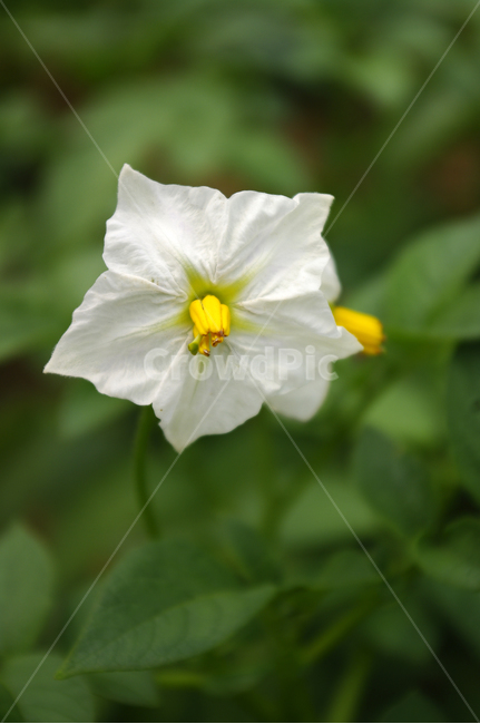 감자꽃,꽃,식물,flower,plant,식물,자연,plants,nature,꽃,flower
