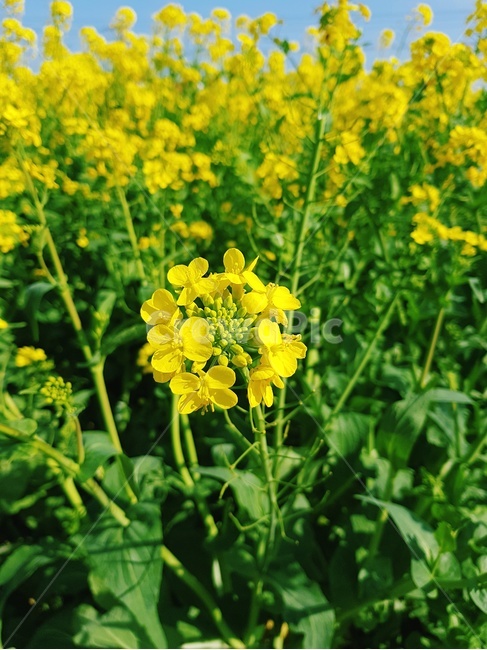 제주,제주도,유채꽃,유채꽃밭,노란꽃,자연,식물,자연,plants,nature,꽃,flower