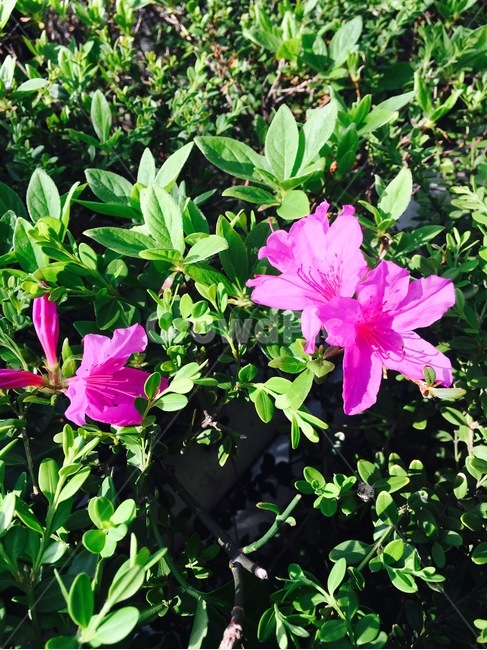 꽃,식물,자연,flower,nature,분홍색,철쭉,철쭉꽃,진달래,진달래꽃,pink,식물,자연,plants,nature,꽃,flower