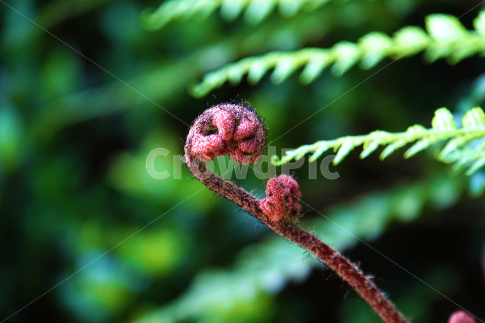 고사리,손가락,봄,보라,초록,움트다,식물,자연,plants,nature