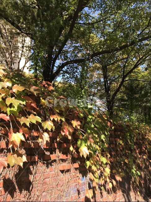 담벼락,단풍,거리,평일,나른한,오후,벽,leaf,잎,plant,식물,tree,나무