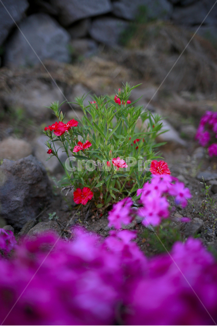 봄,봄꽃,분홍,초록,꽃,spring,식물,봄,계절,spring,season,식물,자연,plants,nature,꽃,flower,blossom,geranium,제라늄,plant