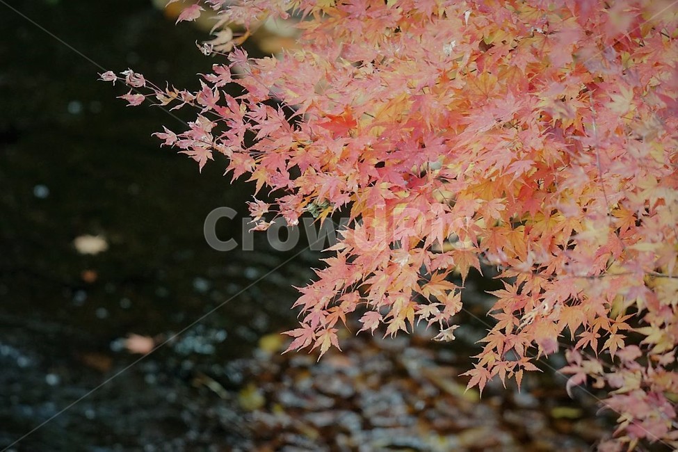 가을,단풍잎,나무,자연,계절,풍경,낙엽,nature,autumn,season,물,fall,감성,서정,가을,계절,fall,autumn,season,leaf,잎,plant,식물,tree,maple,단풍