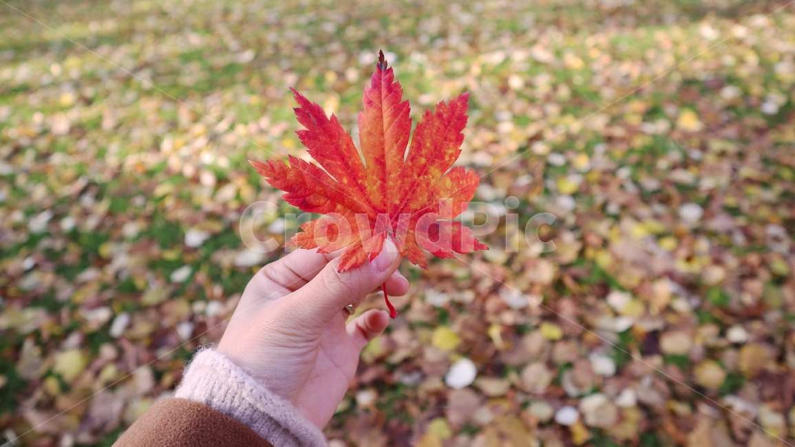 가을,단풍,leaf,잎,plant,식물,tree,나무,자연,공원,가을,계절,fall,autumn,season
