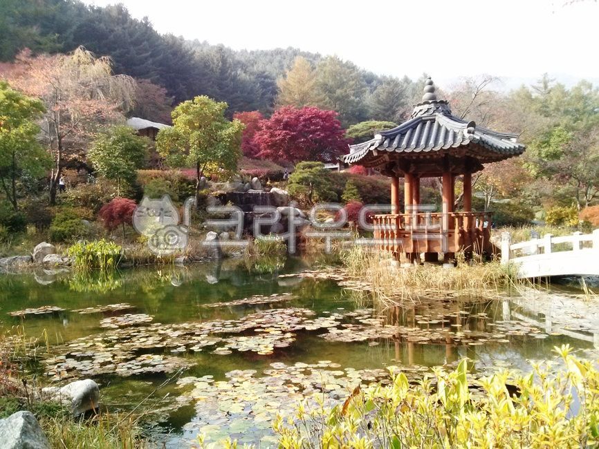 Garden of Morning Calm,Gapyeong,pond,forest,nature,sperm,flower,Crane Garden,Arboretum,Chrysanthemum,plant,sight
