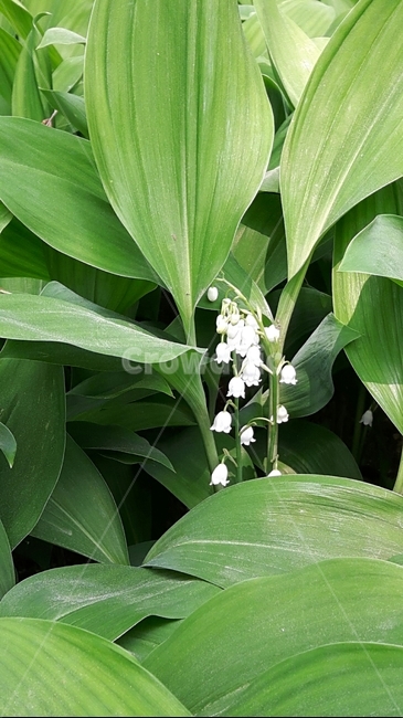 식물,plant,flower,꽃,blossom,은방울꽃,식물,자연,plants,nature,꽃,flower