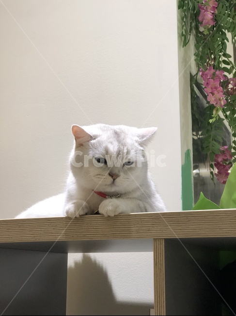 고양이,냥이,페르시안고양이,냥,고양이카페,동물,animal,포유류,mammal,고양이,cat,kitten,kitty