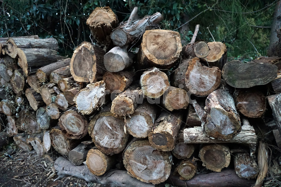 장작,나무,울타리,자연,겨울,배경,풍경,갈색,firewood,베다,땔감,숲,목재,쌓다,텍스처,질감,우드,firewoods,fence,nature,winter,landscape,background,texture,brown,forest,tree,wood,woods,나무,trees,wood