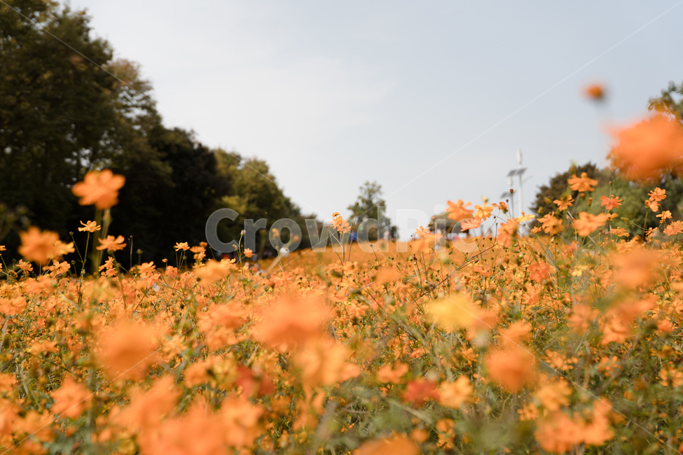 코스모스,황화코스모스,주황색,꽃,자연,풍경,가을,계절,fall,autumn,season,식물,자연,plants,nature,꽃,flower,grassland,목초지,outdoors,옥외,field,들,farm,농장,rural,농촌,meadow