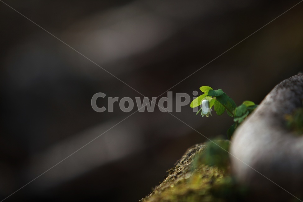 봄꽃,바람꽃,꿩의바람꽃,화야산,감성사진,식물,자연,plants,nature