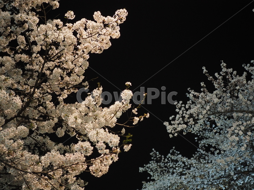 풍경,벚꽃,꽃,나무,청풍,밤,봄,계절,spring,season,자연,풍경,nature,landscape,야경,밤,nightscape,night,blossom,cherry blossom,flower,plant,식물