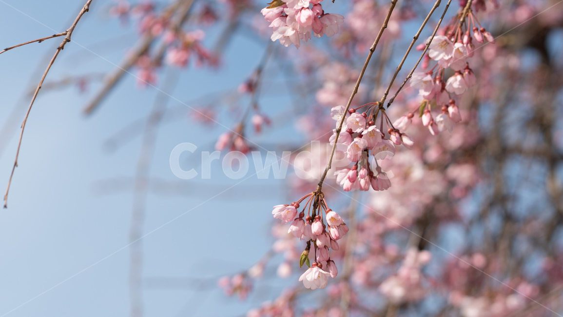벚꽃,봄꽃,꽃,계절,season,봄,spring,cherryblossoms,꽃축제,봄날,화려한,예쁜,가로수,자연,벚꽃축제,수수한,나무,연분홍색,핑크색,바탕,공원,정원,봄하늘,flower,nature,garden,beautiful