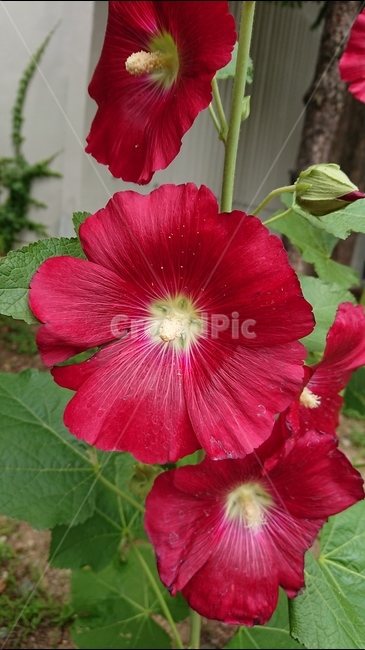 꽃,식물,꽃나무,빨간꽃,접시꽃,빨간색,red,여름,summer,식물,자연,plants,nature,꽃,flower
