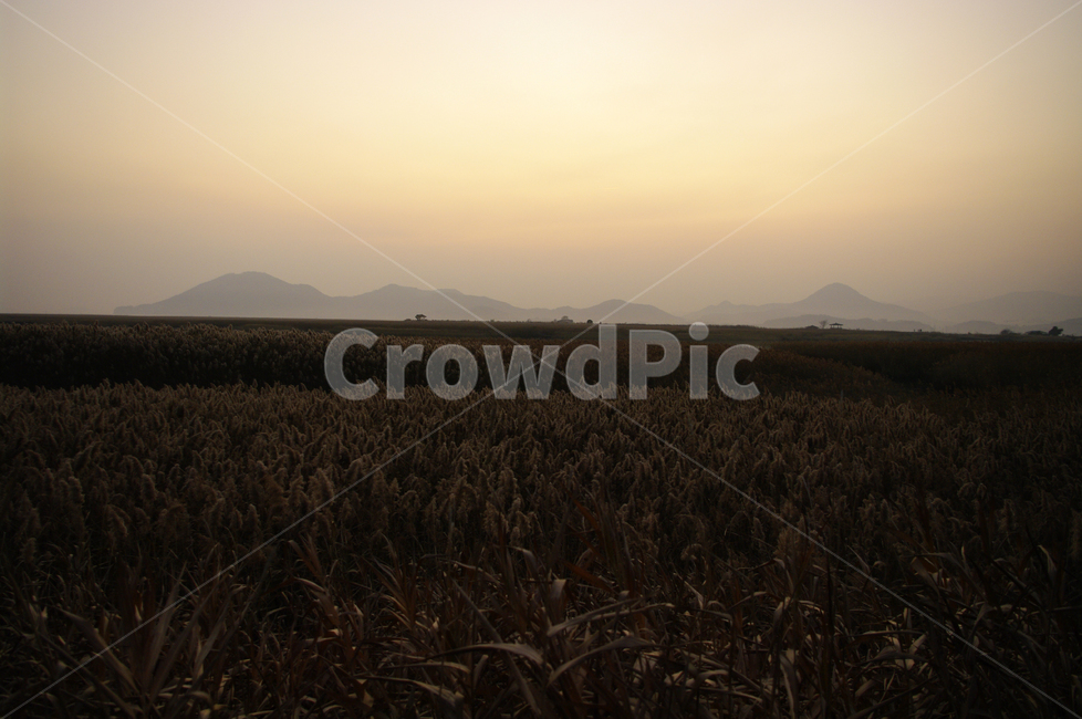순천만,노을,풍경,하늘,갈대밭,갈대,식물,plant,자연,풍경,nature,landscape,grass,잔디