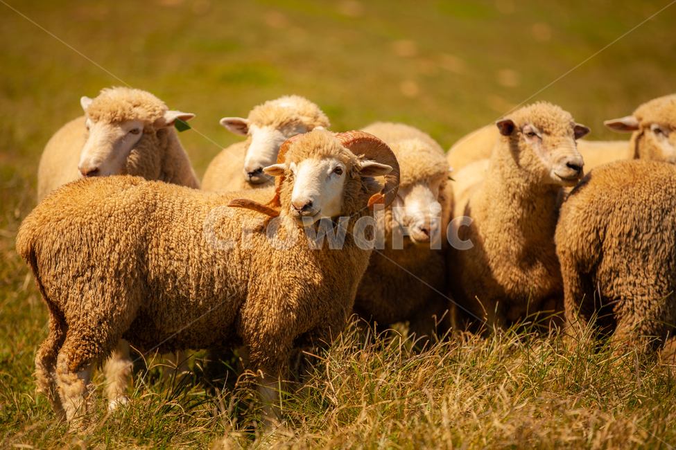 green meadow,nature,sight,flock of sheep,grassland