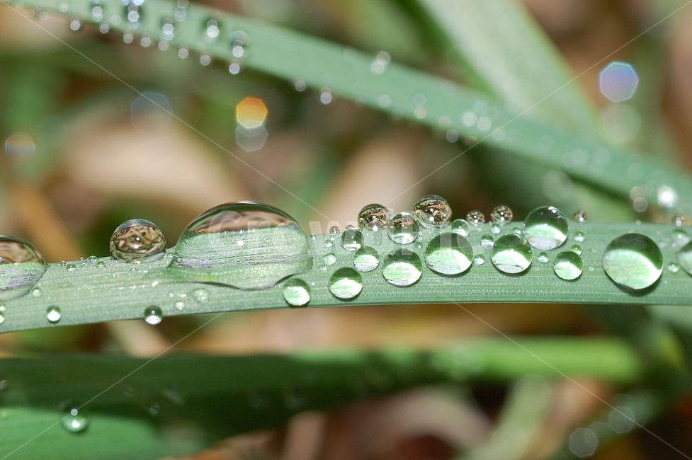 물방울,빗방울,이슬,자연,접사,풀잎,풀잎이슬,방울,구슬,초록,식물,자연,plants,nature