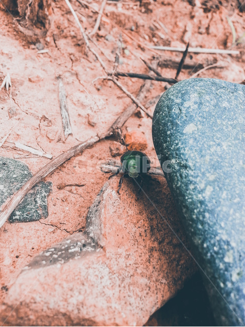 곤충,경치,자연,벌레,봄,동물,animal,곤충,벌레,insect,bug