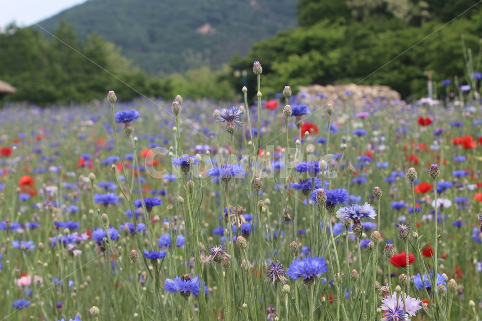 양귀비,수레국화,꽃밭,꽃,flower,flowers,식물,자연,plants,nature,꽃,flower