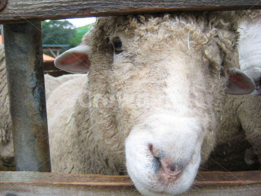sheep,양,포유류,animal,동물,목장,양목장,동물,animal,포유류,mammal