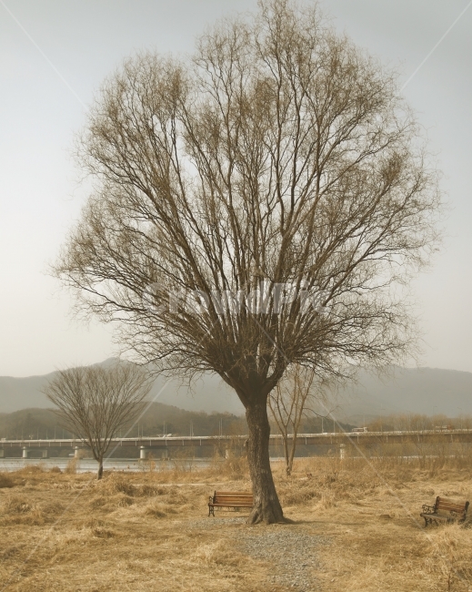 나무,홀로,홀로감성,감성,감성사진,두물머리,양평,겨울,계절,winter,season,식물,자연,plants,nature,나무,trees,wood