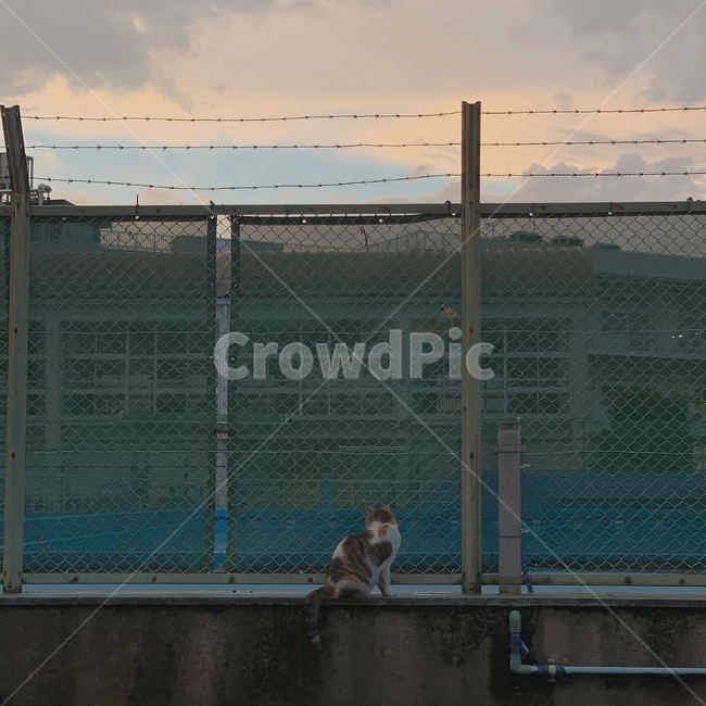 고양이,학교,수영장,철조망,꿈,동물,animal,포유류,mammal,고양이,cat,kitten,kitty