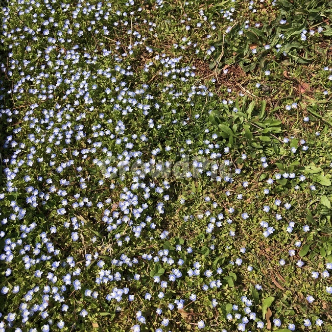 꽃,파란꽃,flower,풀밭,작은꽃,식물,자연,plants,nature,꽃,flower