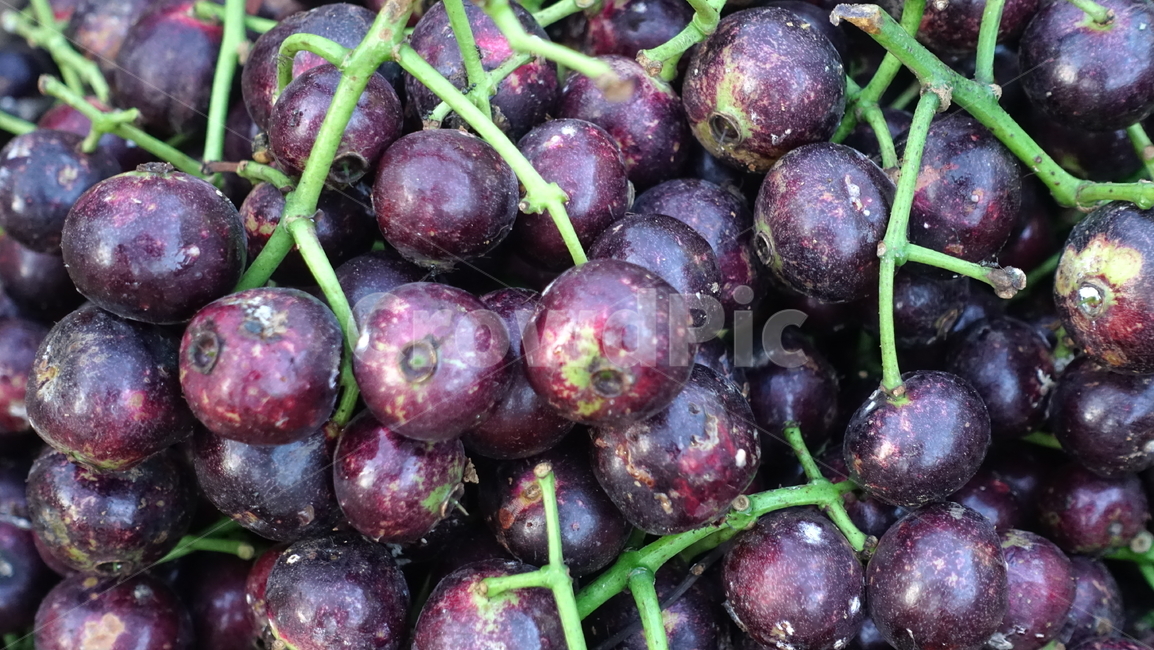 체리,berry,purple,보라,과일,fruit