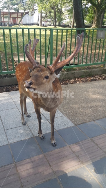 사슴,동물,나라,일본,해외