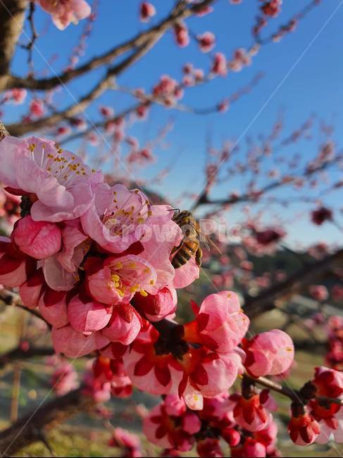 봄,벌,꽃,살구꽃,식물,식물,자연,plants,nature,꽃,flower