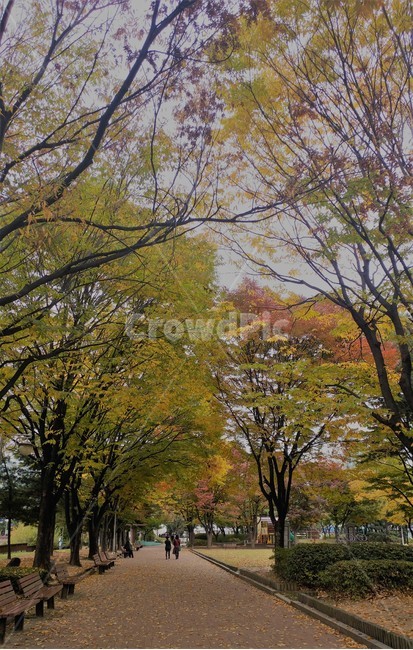 공원,단풍,가을,식물,산책로,센트럴파크