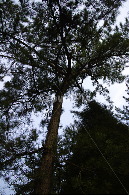 자연,나무,식물,plant,tree