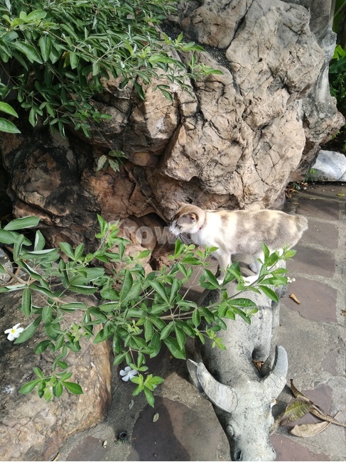 고양이,동물,pet,cat,animal