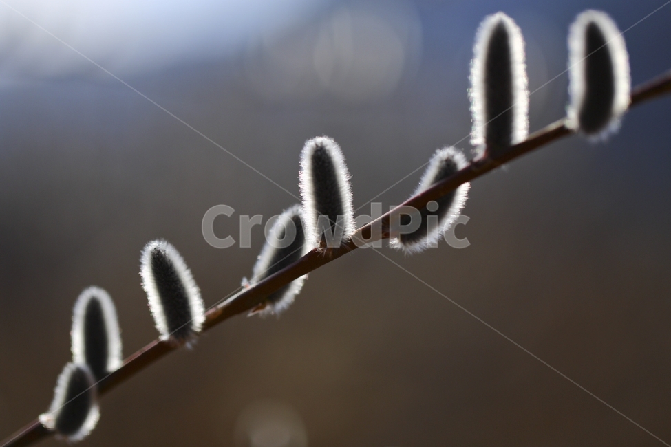버들강아지,버들강아지꽃,강가,봄을알리는꽃,봄꽃,식물,자연,plants,nature