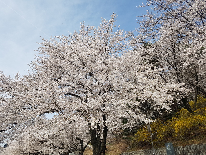 풍경,자연,벚꽃,나무,봄