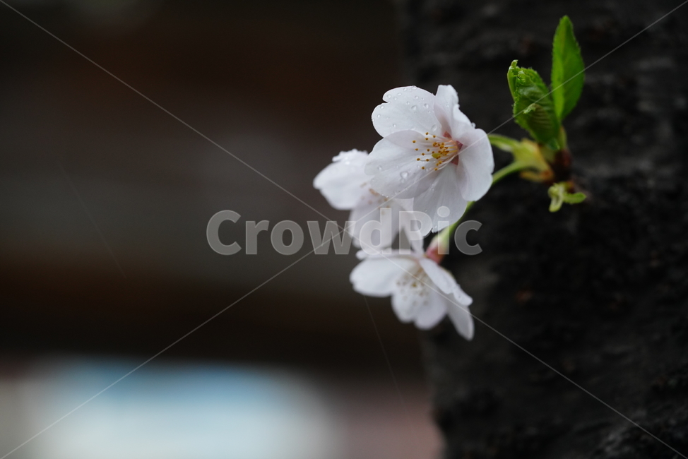 꽃,벚꽃,플라워,봄,느낌,감성,화이트,흰색,생명,생물,나무,식물,계절,flower,식물,자연,plants,nature,꽃,flower
