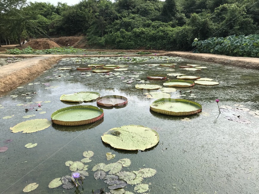 plant,식물,연꽃,연못,개구리밥,물,nature,자연