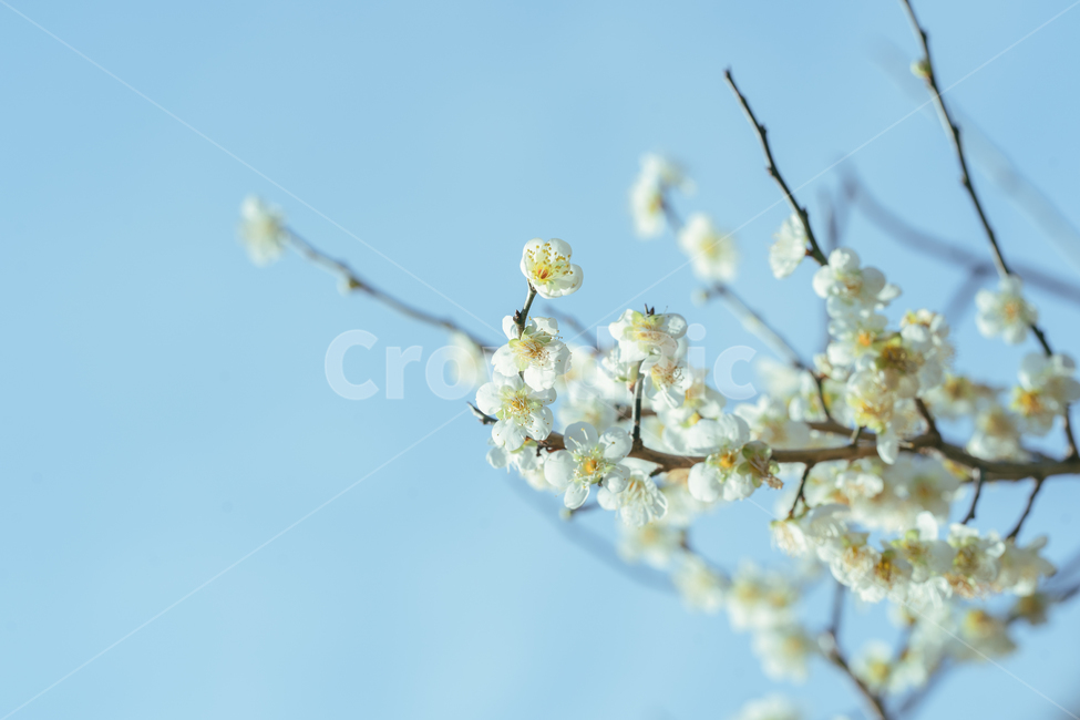 매화,매화꽃,꽃,자연,nature,봄,봄꽃