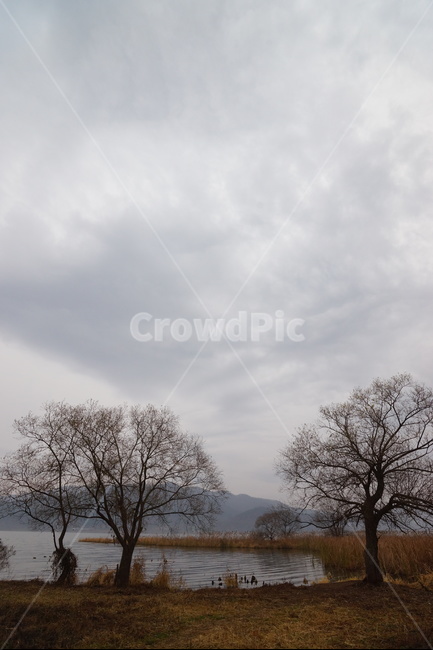 나무,가을,비,가을비,스산한,가을,계절,fall,autumn,season,자연,풍경,nature,landscape,한국자연풍경,한국자연경관,korea nature landscape,식물,plants,나무,trees,wood,tree,plant