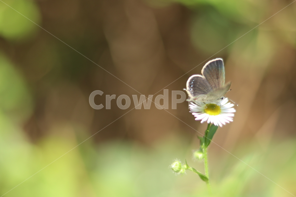 나비,꽃,개망초꽃,자연,곤충,숲,식물,자연,plants,nature,꽃,flower,동물,animal,곤충,벌레,insect,bug